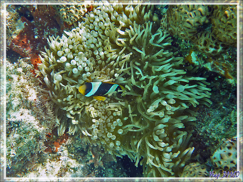 Snorkeling à Nosy Tsarabanjina :  Poisson-clown de Madagascar, Madagascar anemonefish (Amphiprion latifasciatus) et Anémone bulles ou à tétines (Entacmaea quadricolor) - Archipel Mitsio - Madagascar