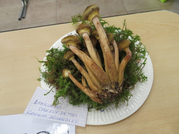 Les champignons châtillonnais dans toutes leurs variétés, exposés à Montbard par la Société Mycologique Châtillonnaise