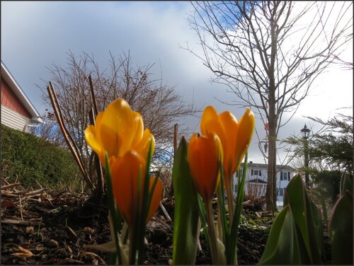 Les petits soleils du jour.....