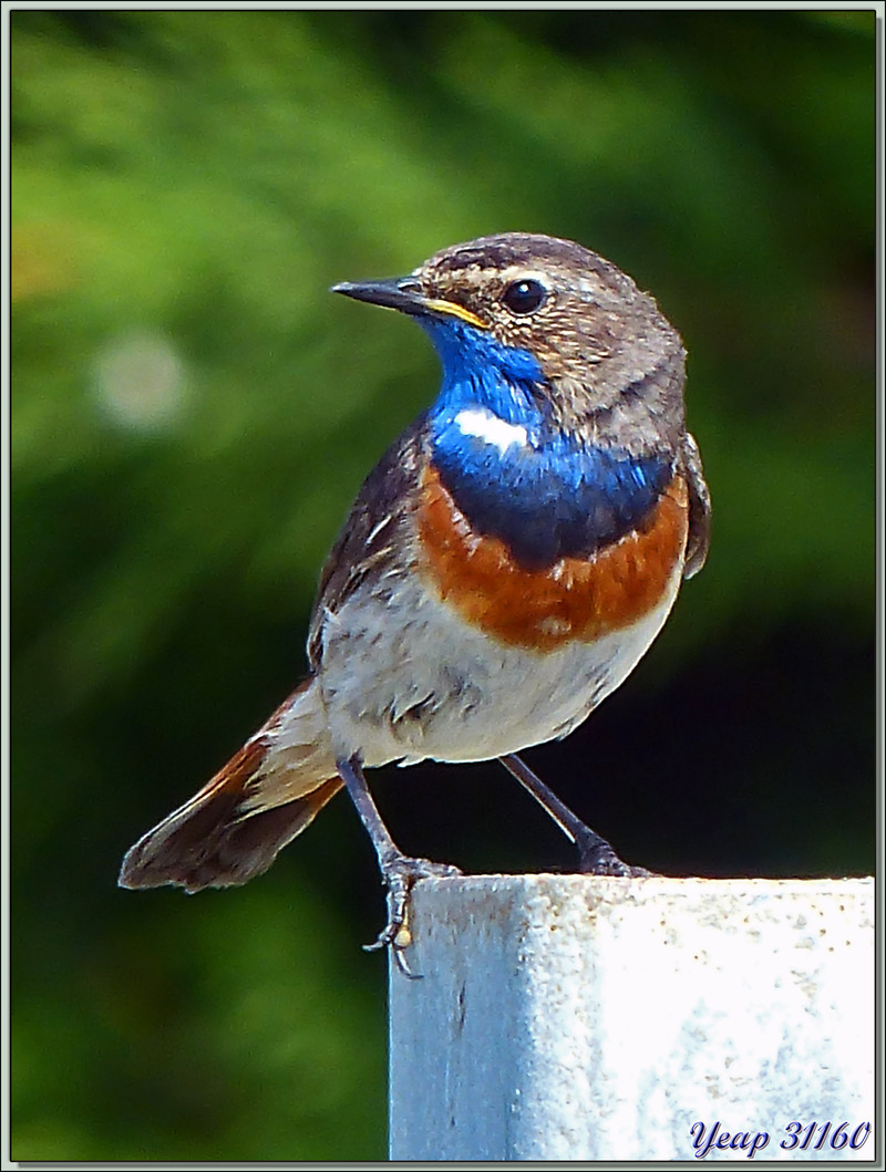 Gorgebleue à miroir (Luscinia svecica namnetum) - Ars-en-Ré - Île de Ré - 17