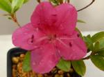Identification par les fleurs !