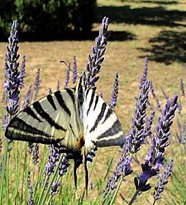 papillon flambe lavande provence macro