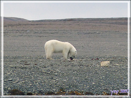 Vers 14 heures, enfin je pars en Zodiac vers l'ours, il n'a pas bougé d'un poil et mange toujours - Creswell Bay - Somerset Island - Nunavut - Canada