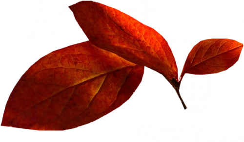 Tubes png feuilles