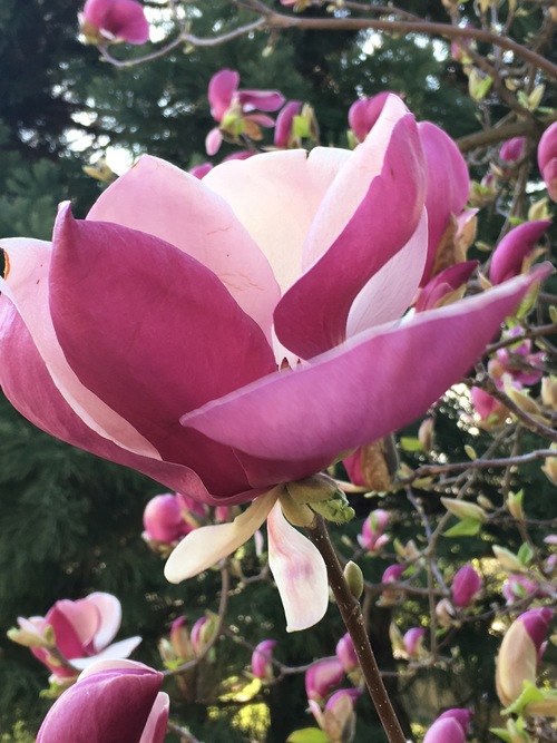 Admirer les fleurs de magnolias