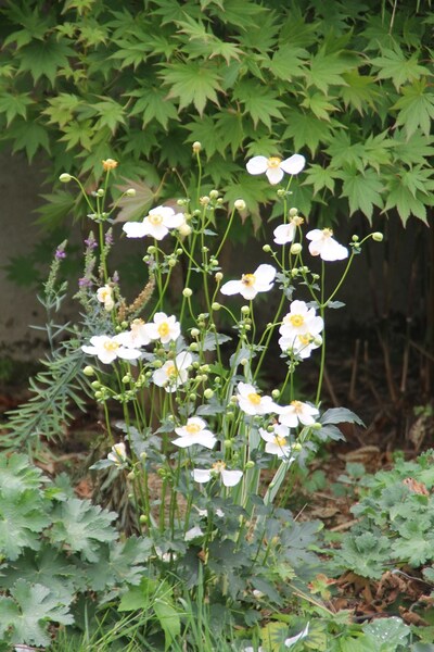 Anemone pretty lady "maria"