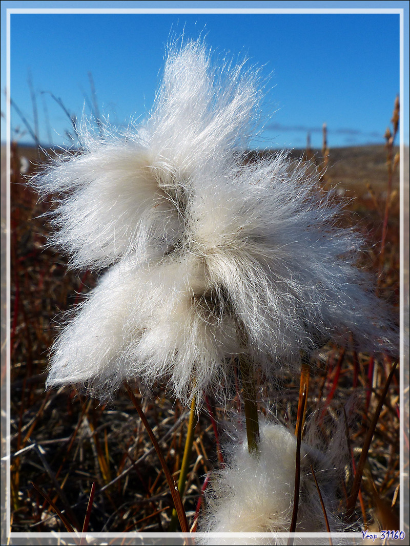 Linaigrette à feuilles étroites, Tall cotton-grass, Tall arctic cotton (Eriophorum angustifolium) - Jesse Harbour - Banks Island - Territoires du Nord-ouest - Canada