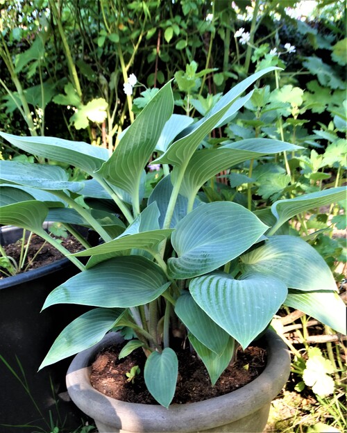 Balade parmi les hostas