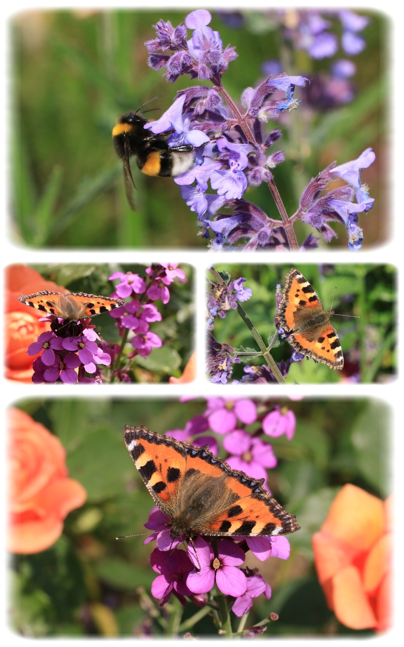 Petite scène de jardin : le massif Orange - Mauve