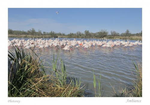 Ambiance Flamant rose