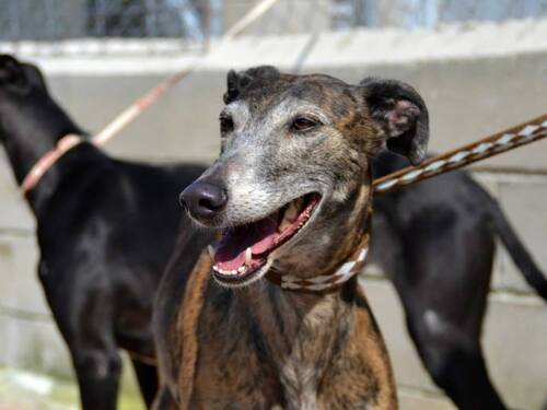 Nos galgos OK appartement et pourtant invisibles en accueil