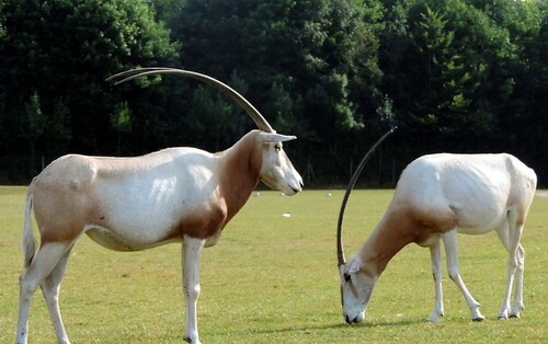 oryx algazelle