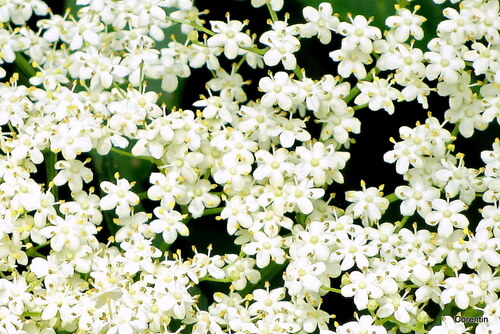 Les fleurs du sureau 