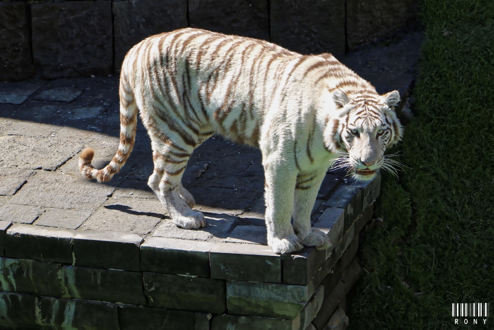 Tigre Blanc