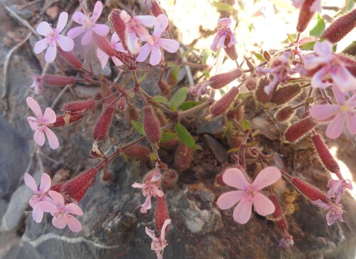 Fleurs roses