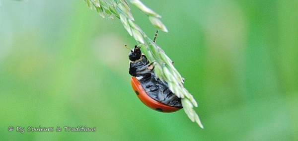 Un amour de coccinelle