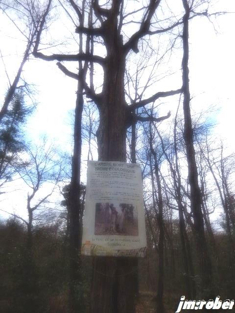 Nature : Promenons nous dans le bois.......