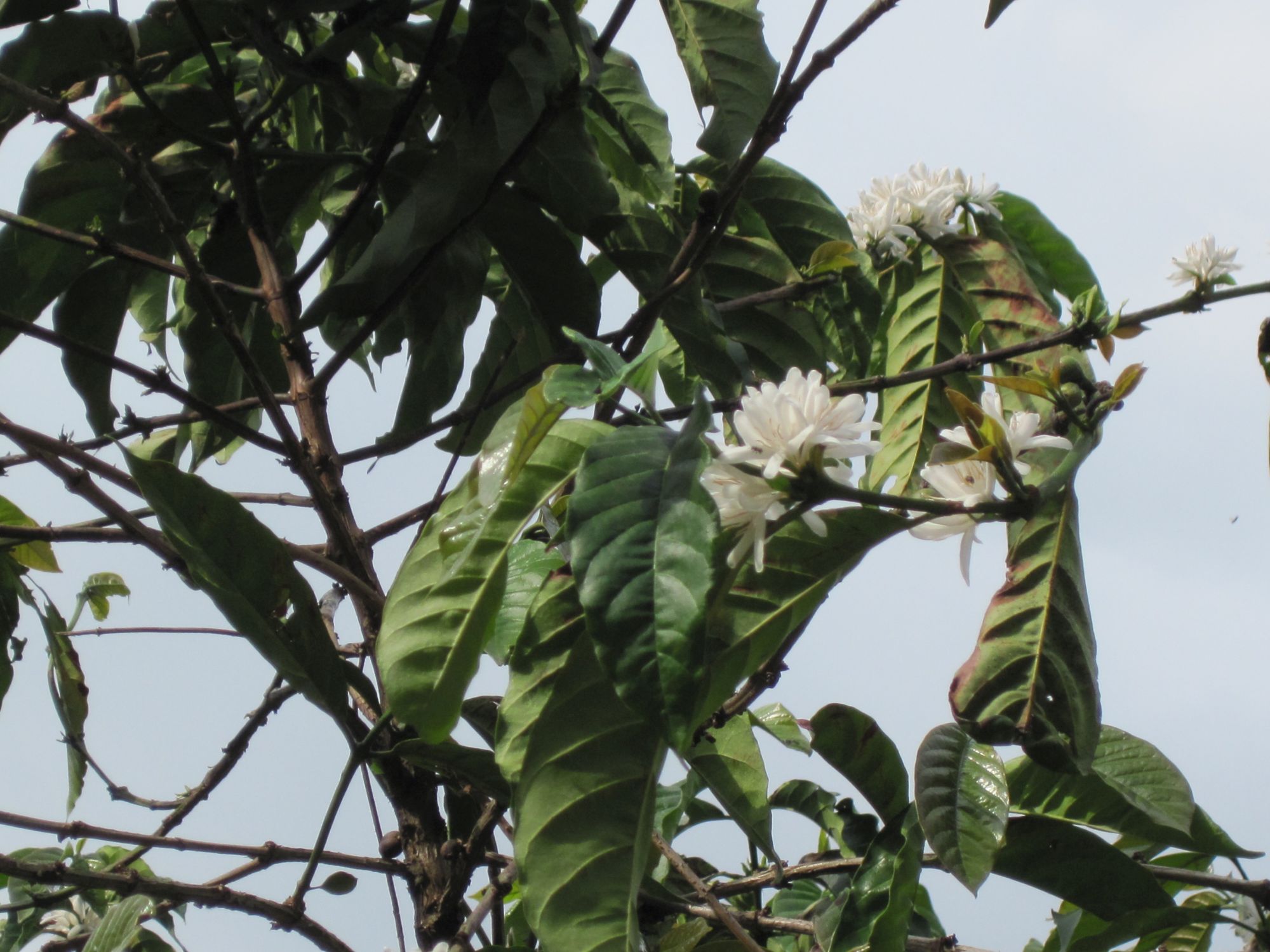 Togo Sur la piste des plateaux  Caféier