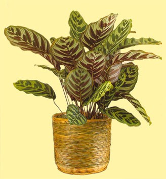 calathea.makoyana