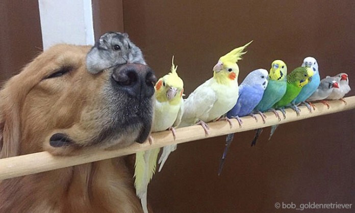 Photos - l’amitié touchante entre un Golden Retriever 8 oiseaux et un hamster