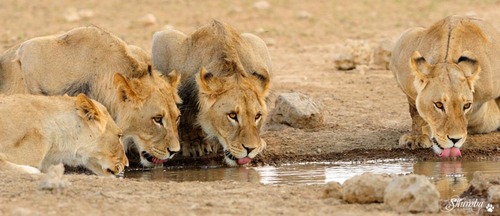 Prides of the desert, Kgalagadi NP