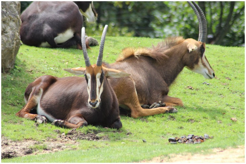 Au zoo de Beauval-19-Maras,tapirs,hippotragues