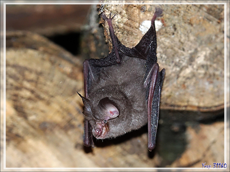 Chauves-souris Rhinolophe Euryale (Rhinolophus euryale) - Lartigau - Milhas - 31