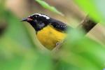 Oiseaux