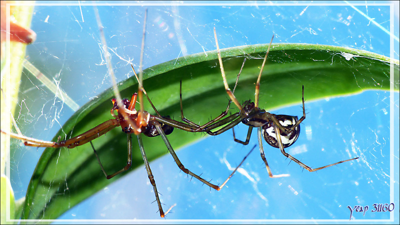 Les Araignées Linyphies triangulaires (araignées à "diapason") (Linyphia triangularis) vivent en couple - Lartigau - Milhas - 31