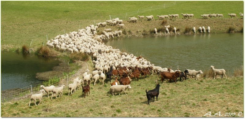 moutons vercors2