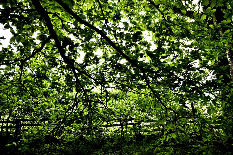 Réserve Naturelle de Haute-Jarrie (Isère) 2