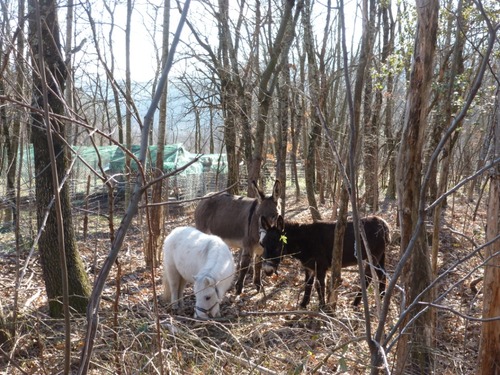 Les Anes et le poney en sous bois
