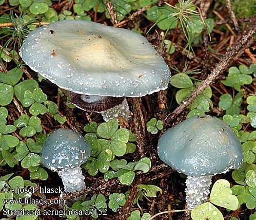 stropharia aeruginosa a7152