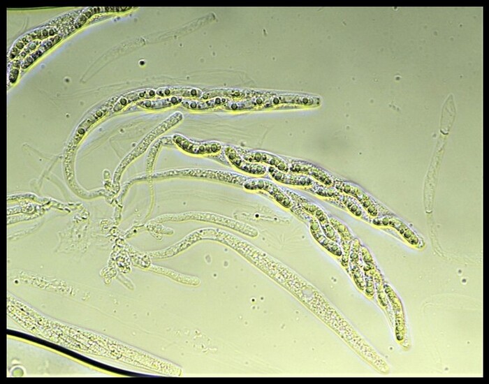Ruzenia spermoides.