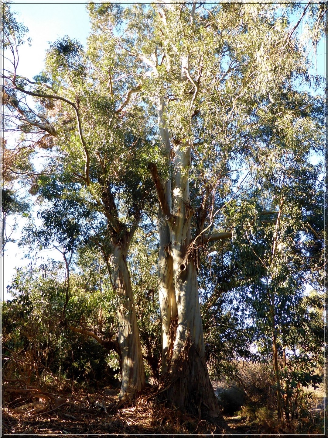 Eucalyptus globulus - Galéria - 26-01-2015
