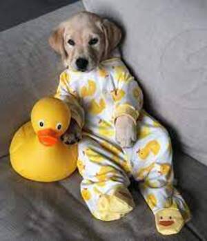 mode fashion dog pajamas fashion 