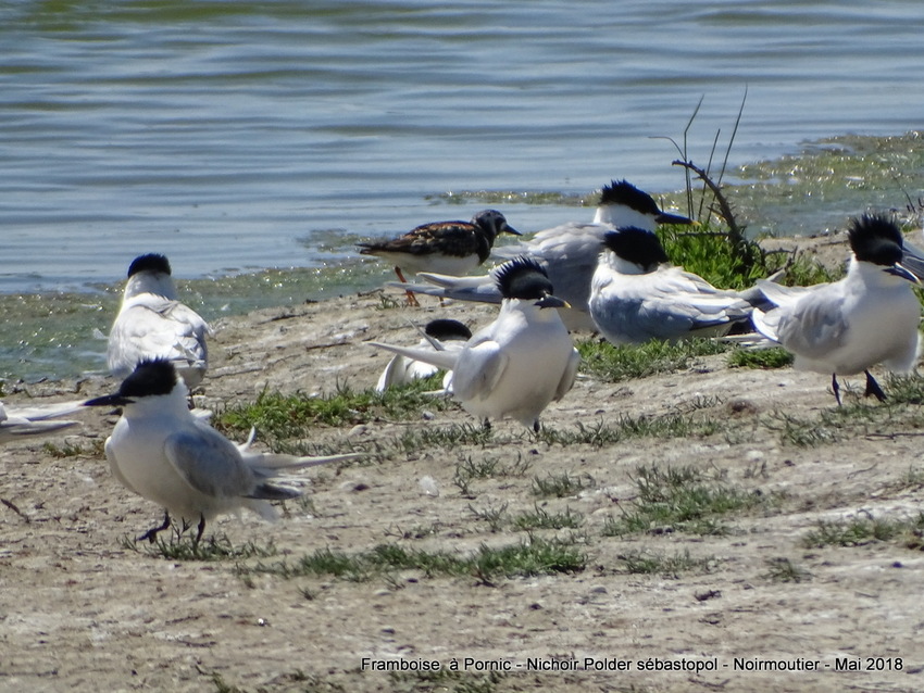 Oiseaux du polder Sébastopol à Noirmoutier 