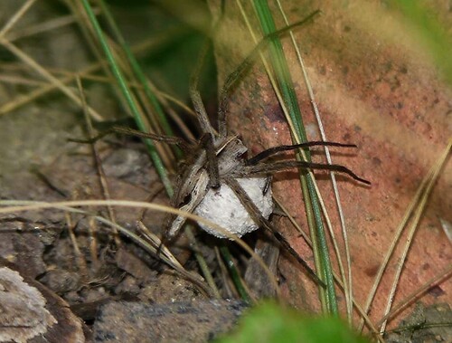 Pisaura mirabilis