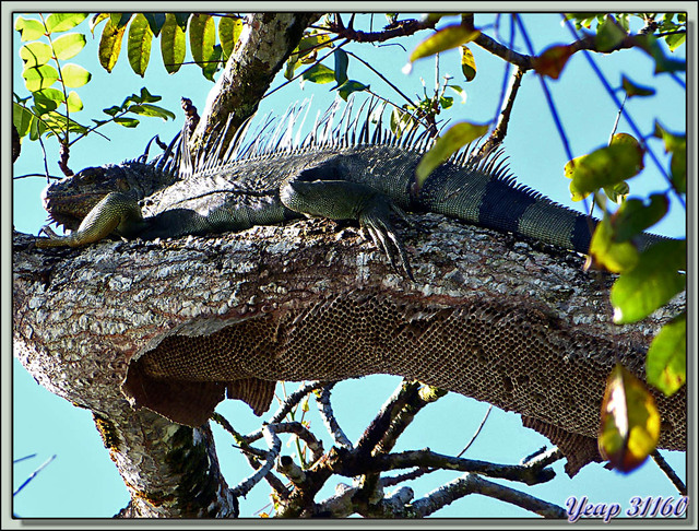 Blog de images-du-pays-des-ours : Images du Pays des Ours (et d'ailleurs ...), Iguane vert (Iguana iguana) et guêpier - Tortuguero - Costa Rica
