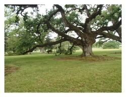 Oak Alley