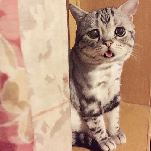 Luhu, le chat le plus triste d’Internet