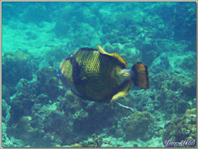Baliste à moustache, olivâtre, à tête jaune ou titan (Balistoides viridescens) et son rémora - Anse Takamaka - Mahé - Seychelles