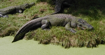 15 - Alligator mississippiensis