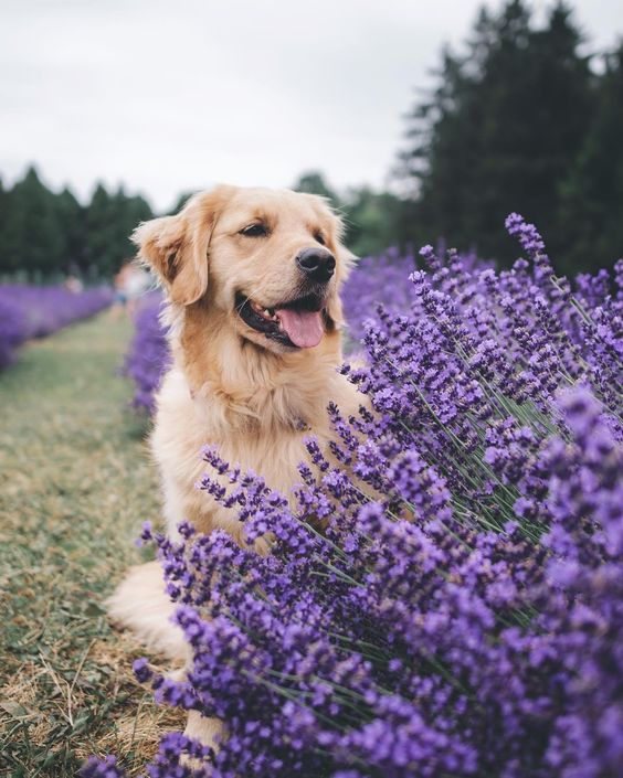 Trying to blend in so the squirrels don’t see me 
	</div><br /><a href=