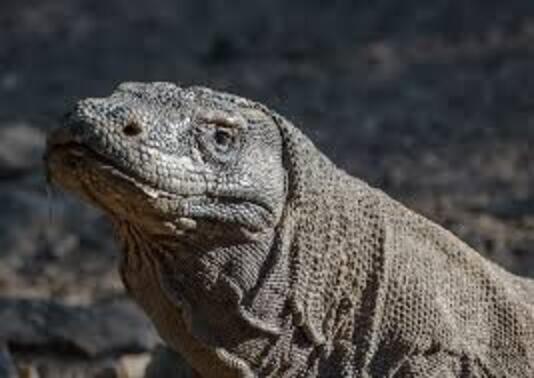 El gigantesco dragón de komodo