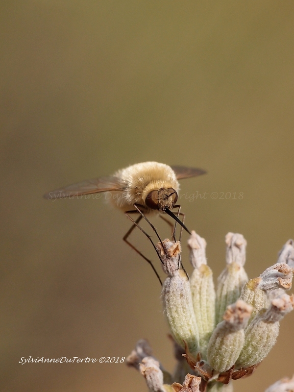  Bombylius minor ou "petit Bombyle" 