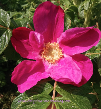 Première rose !/ First rose !