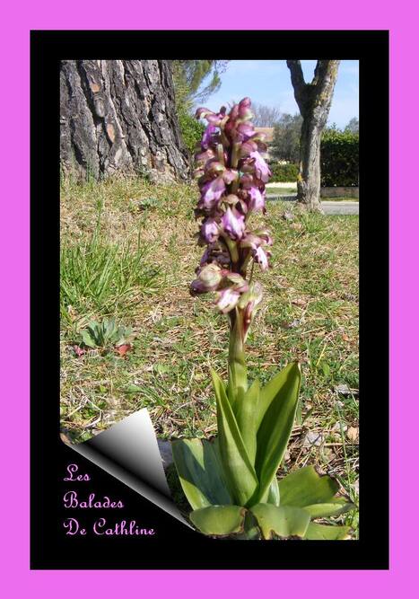 Première orchidée sauvage de la saison