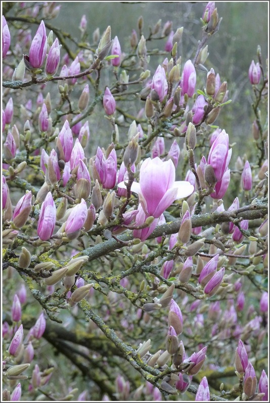 Le magnolia, ce matin