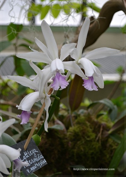 Orchidées Jardin des Plantes 5